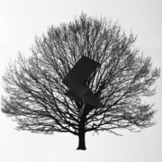photo of tree and dark shape